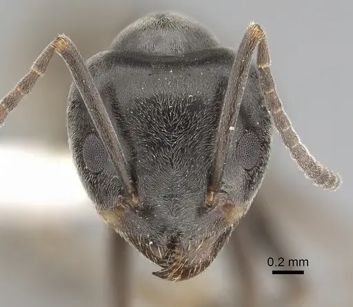 Tapinoma nigerrimum specimen CASENT0249772 image casent0249772_2