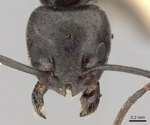 Tapinoma nigerrimum specimen CASENT0280682 image casent0280682_2