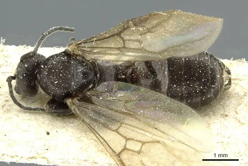 Tapinoma nigerrimum specimen CASENT0911578 image casent0911578_1