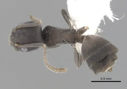 Tapinoma opacum specimen CASENT0249768 image casent0249768_1
