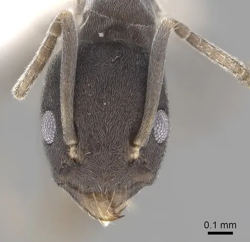 Tapinoma opacum specimen CASENT0249768 image casent0249768_2