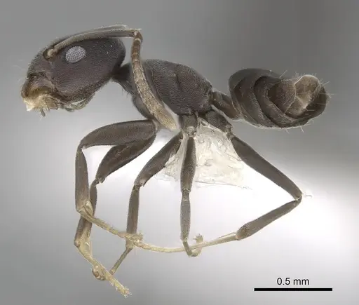Tapinoma opacum specimen CASENT0249768 image casent0249768_3