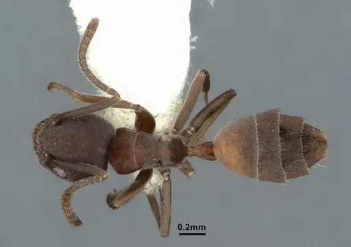 Tapinoma opacum specimen CASENT0862380 image casent0862380_1