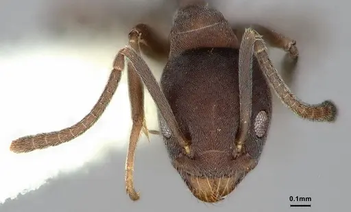 Tapinoma opacum specimen CASENT0862380 image casent0862380_2
