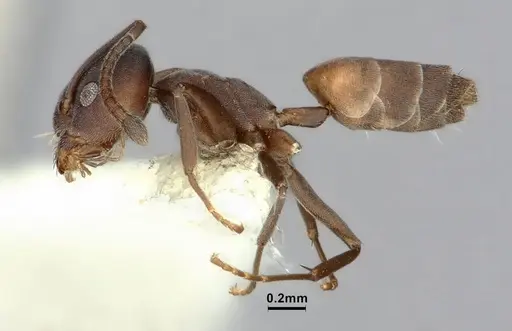 Tapinoma opacum specimen CASENT0862380 image casent0862380_3