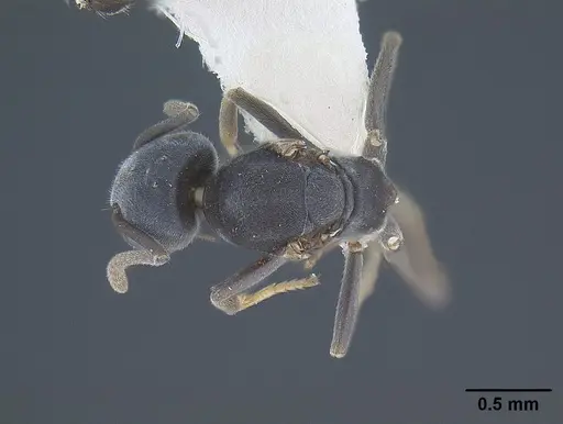 Tapinoma opacum specimen CASENT0862382 image casent0862382_1