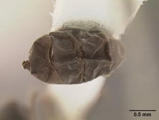 Tapinoma opacum specimen CASENT0862382 image casent0862382_2
