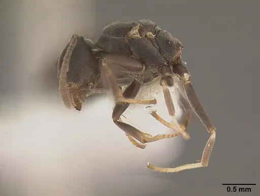 Tapinoma opacum specimen CASENT0862382 image casent0862382_4