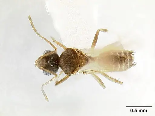 Tapinoma opacum specimen CASENT0862383 image casent0862383_1