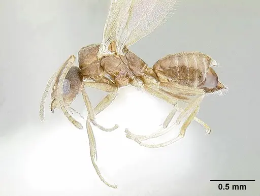 Tapinoma opacum specimen CASENT0862383 image casent0862383_3