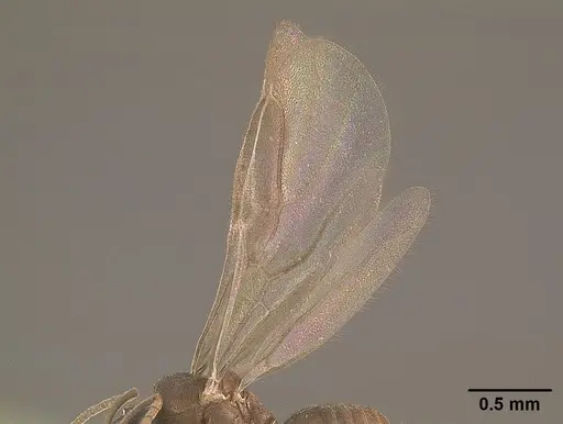 Tapinoma opacum specimen CASENT0862383 image casent0862383_4