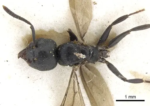Tapinoma philippinense specimen CASENT0903074 image casent0903074_1