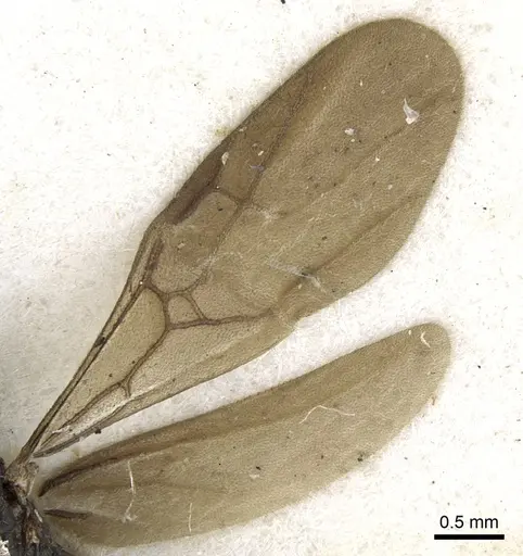 Tapinoma philippinense specimen CASENT0903074 image casent0903074_4