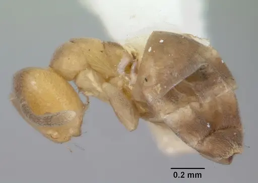 Tapinoma pomone specimen CASENT0172845 image casent0172845_3