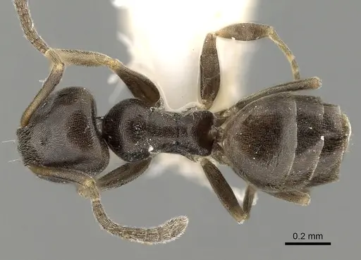 Tapinoma pygmaeum specimen CASENT0280679 image casent0280679_1