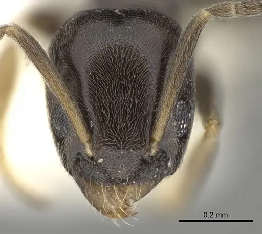 Tapinoma pygmaeum specimen CASENT0280679 image casent0280679_2