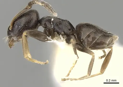 Tapinoma pygmaeum specimen CASENT0280679 image casent0280679_3
