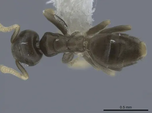 Tapinoma ramulorum specimen CASENT0651453 image casent0651453_1