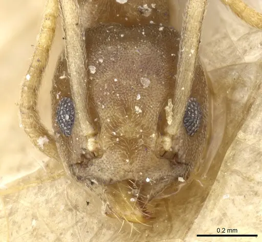 Tapinoma ramulorum specimen CASENT0904028 image casent0904028_2