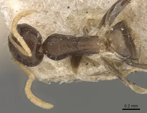 Tapinoma ramulorum specimen CASENT0909781 image casent0909781_1