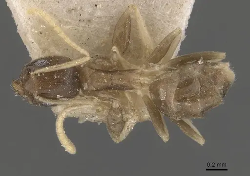 Tapinoma ramulorum specimen CASENT0909782 image casent0909782_1