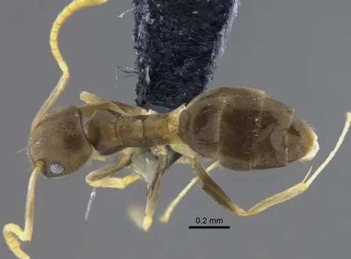 Tapinoma ramulorum specimen CBUMAGENT41881 image cbumagent41881_1