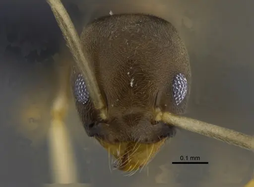 Tapinoma ramulorum specimen CBUMAGENT41881 image cbumagent41881_2