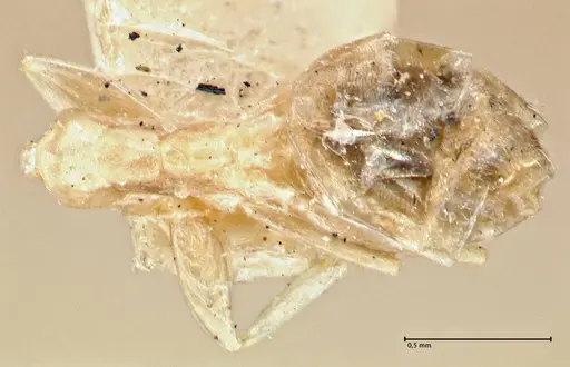 Tapinoma ramulorum specimen FOCOL2977 image focol2977_1
