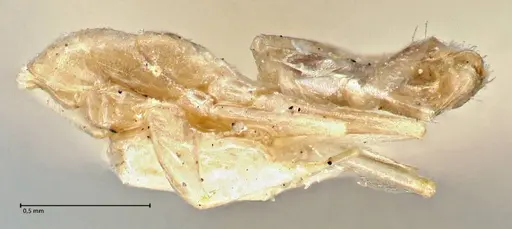 Tapinoma ramulorum specimen FOCOL2977 image focol2977_2