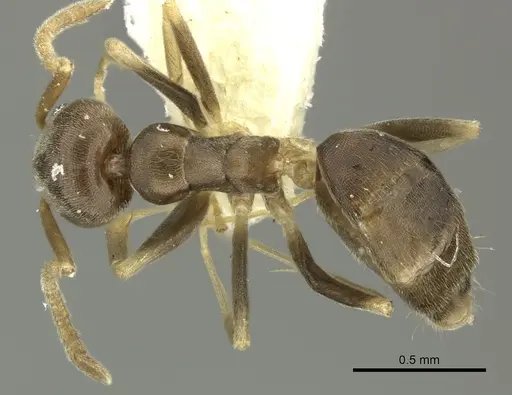 Tapinoma ramulorum specimen INBIOCRI001254153 image inbiocri001254153_1