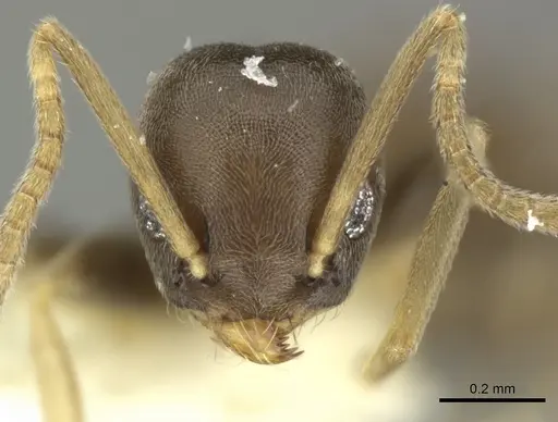 Tapinoma ramulorum specimen INBIOCRI001254153 image inbiocri001254153_2