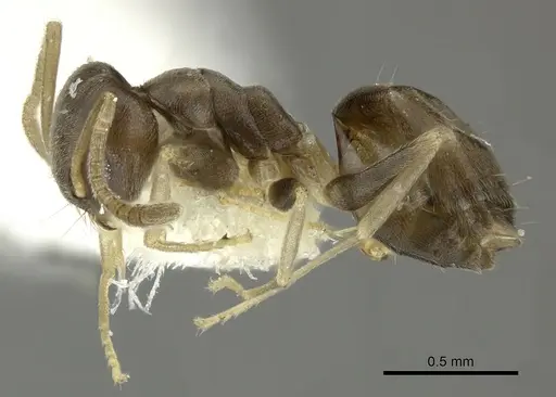 Tapinoma ramulorum specimen INBIOCRI001254153 image inbiocri001254153_3
