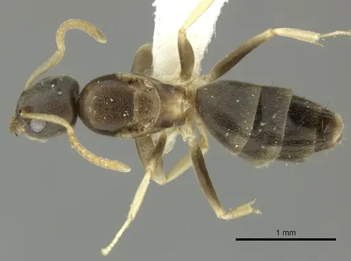 Tapinoma ramulorum specimen INBIOCRI002281796 image inbiocri002281796_1