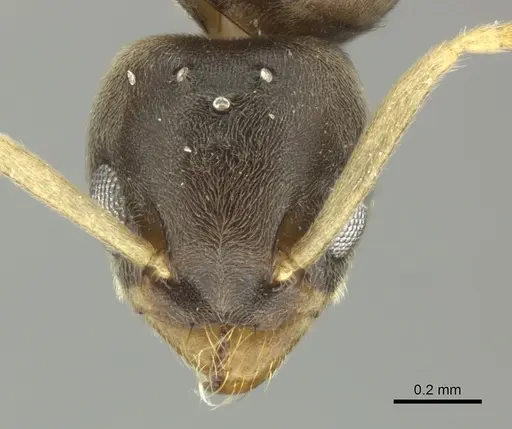 Tapinoma ramulorum specimen INBIOCRI002281796 image inbiocri002281796_2