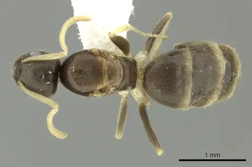 Tapinoma ramulorum specimen INBIOCRI002728303 image inbiocri002728303_1
