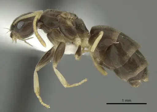 Tapinoma ramulorum specimen INBIOCRI002728303 image inbiocri002728303_3