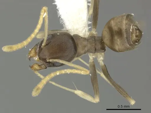 Tapinoma ramulorum specimen JTLC000002904 image jtlc000002904_1