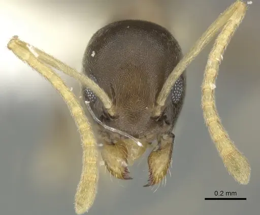 Tapinoma ramulorum specimen JTLC000002904 image jtlc000002904_2