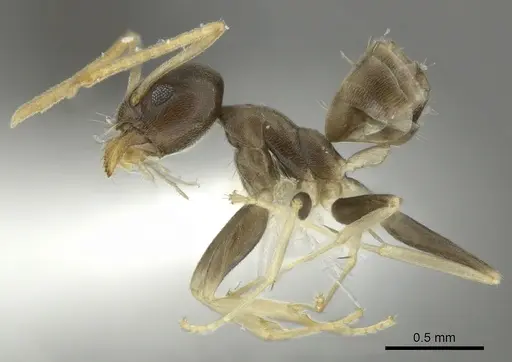 Tapinoma ramulorum specimen JTLC000002904 image jtlc000002904_3