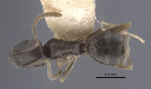 Tapinoma rectinotum specimen CASENT0917262 image casent0917262_1
