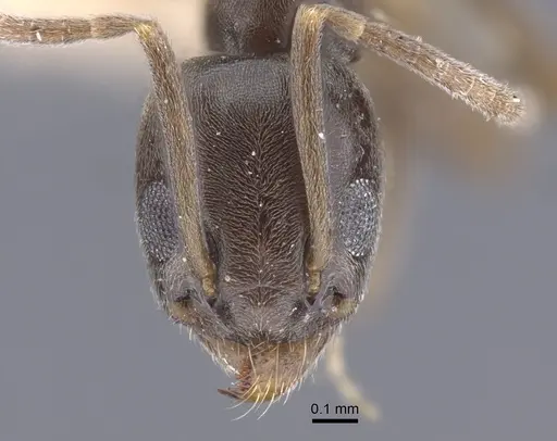 Tapinoma rectinotum specimen CASENT0917262 image casent0917262_2