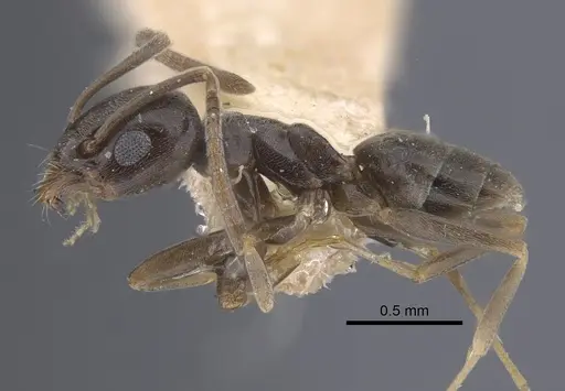 Tapinoma rectinotum specimen CASENT0917262 image casent0917262_4