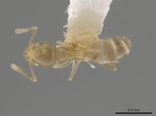 Tapinoma sahohime specimen OKENT0002258 image okent0002258_1