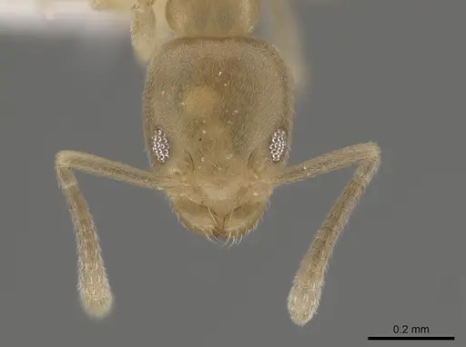 Tapinoma sahohime specimen OKENT0002258 image okent0002258_2