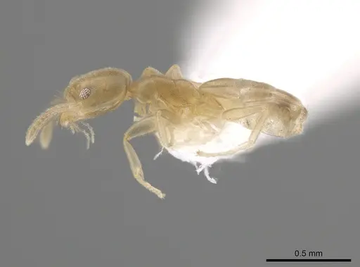 Tapinoma sahohime specimen OKENT0002258 image okent0002258_3