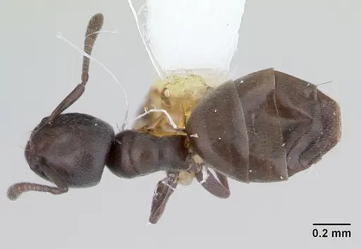 Tapinoma schultzei specimen CASENT0178243 image casent0178243_1