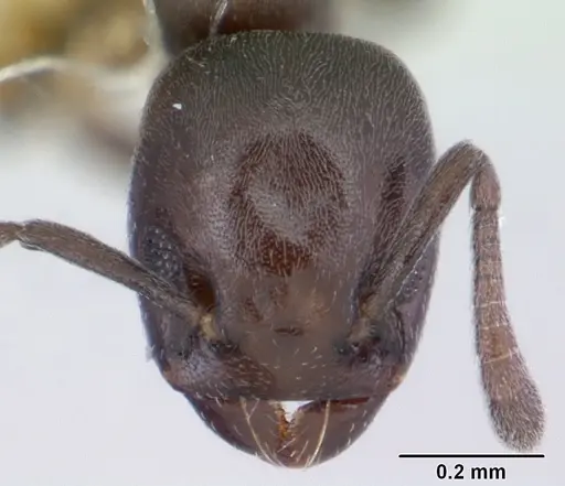 Tapinoma schultzei specimen CASENT0178243 image casent0178243_2