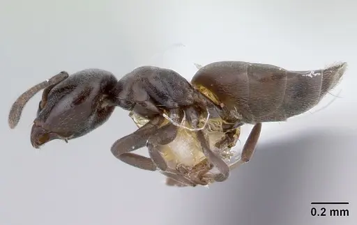 Tapinoma schultzei specimen CASENT0178243 image casent0178243_3
