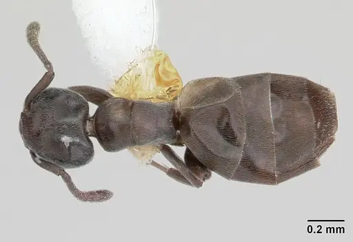 Tapinoma schultzei specimen CASENT0178244 image casent0178244_1