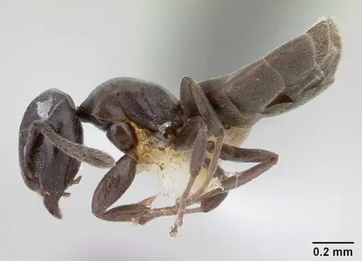 Tapinoma schultzei specimen CASENT0178244 image casent0178244_3